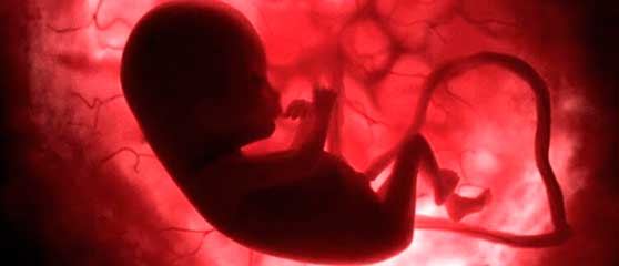 Развитие плода по дням, неделям, месяцам